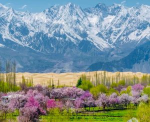 Spring Blossom Skardu