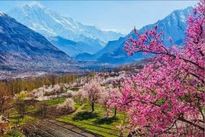 Apricot Blossom Hunza