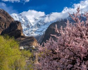 Spring Season Hunza Blossom