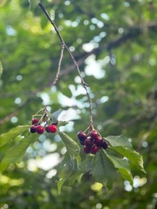 Cherry Picking Tour