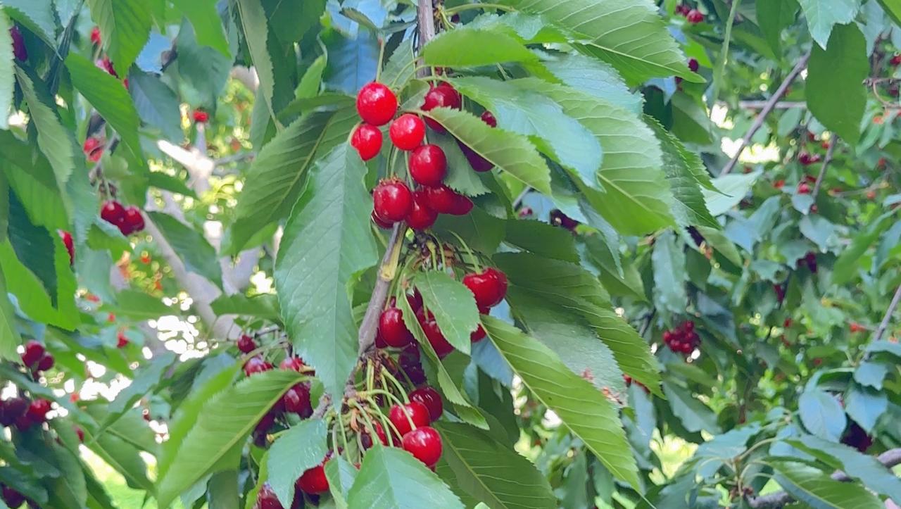 cherries at GB