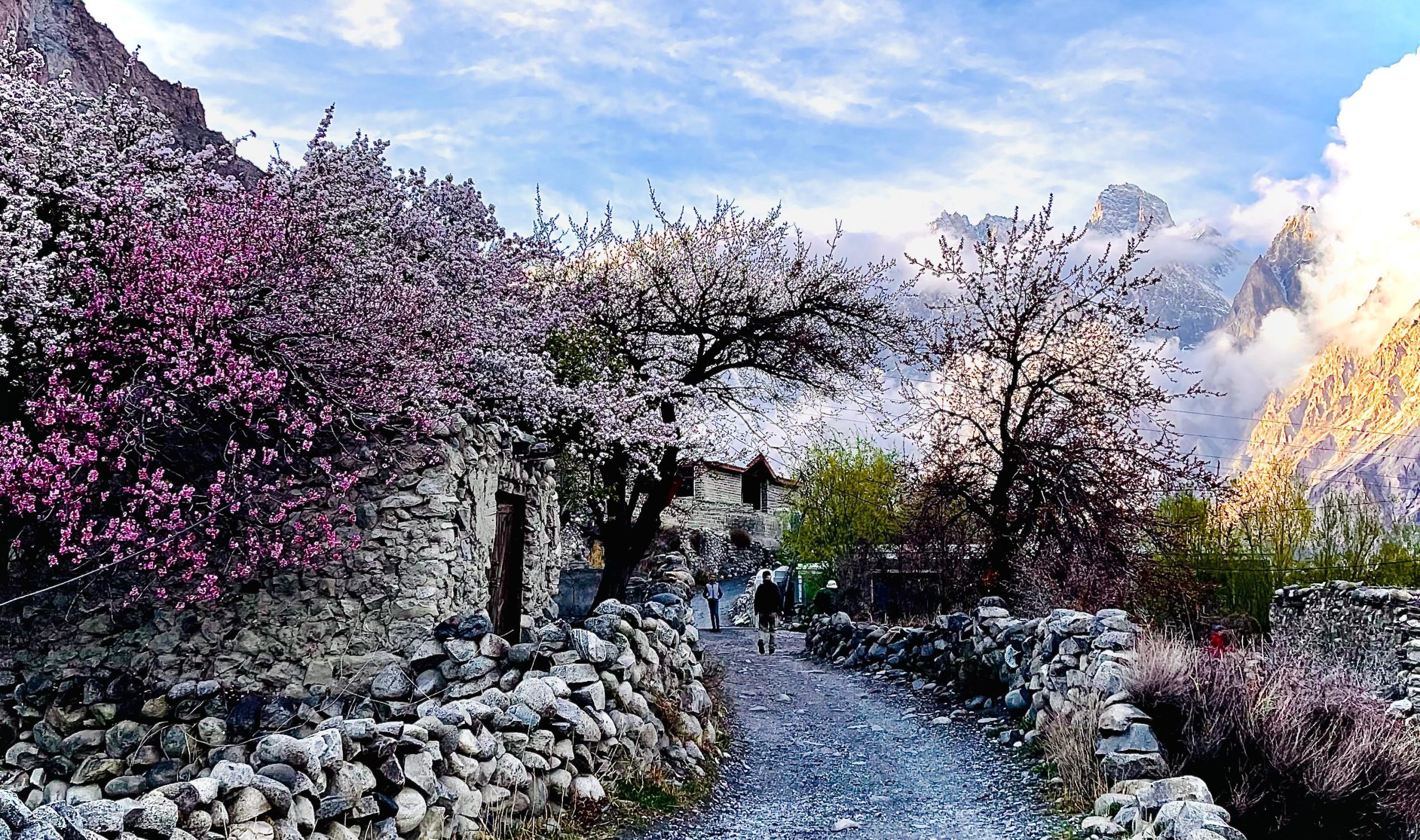 passu Spring blossom